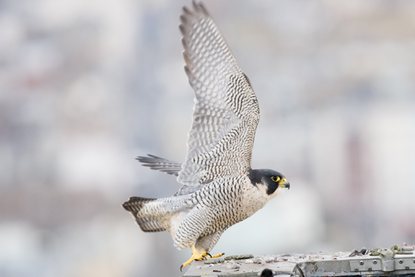 Peregrines at Chichester